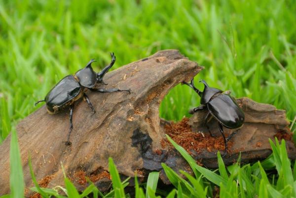 清邁 Dhara Dhevi 酒店 掀起「甲蟲狂熱」